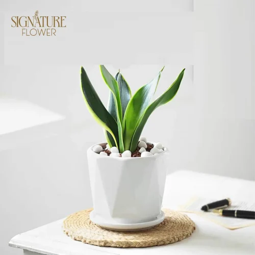 snake-plant-Naveera-Sheikh.webp